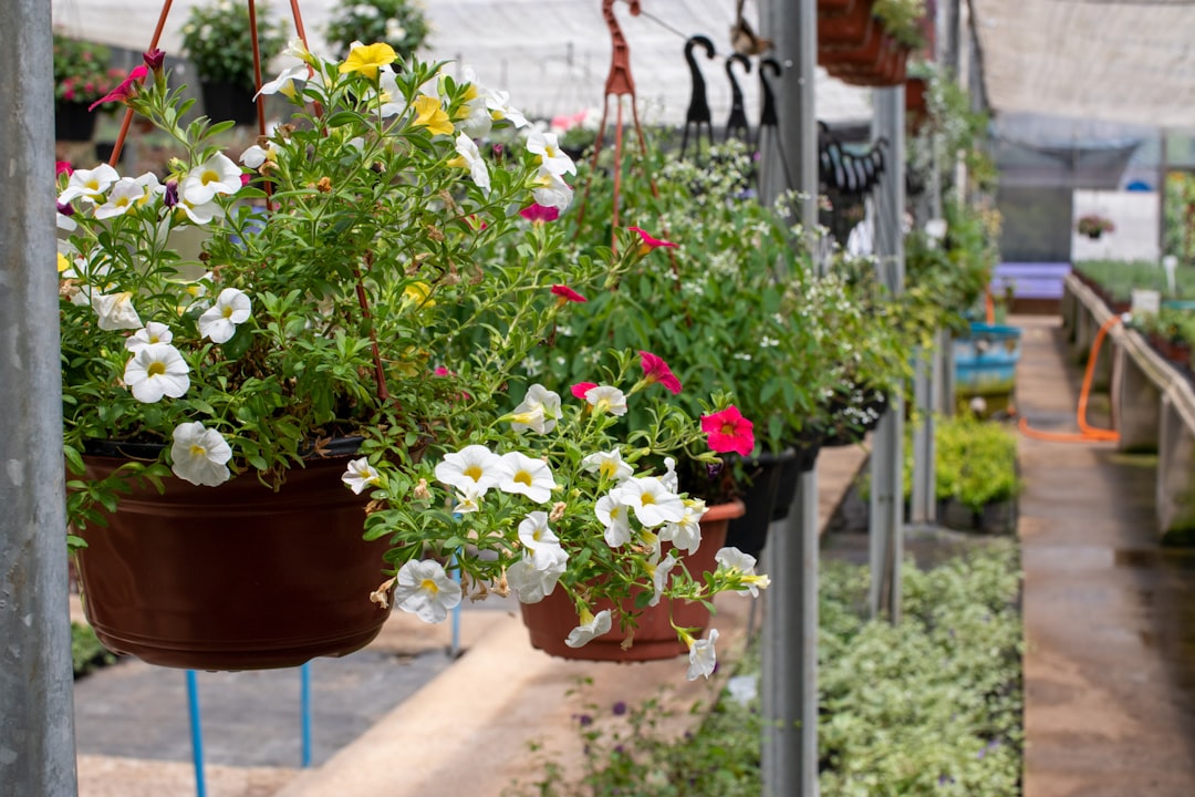 white and red flowers in brown clay pot