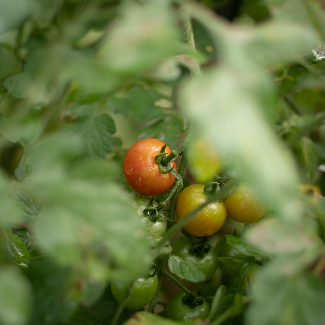 orange fruits on green leaves